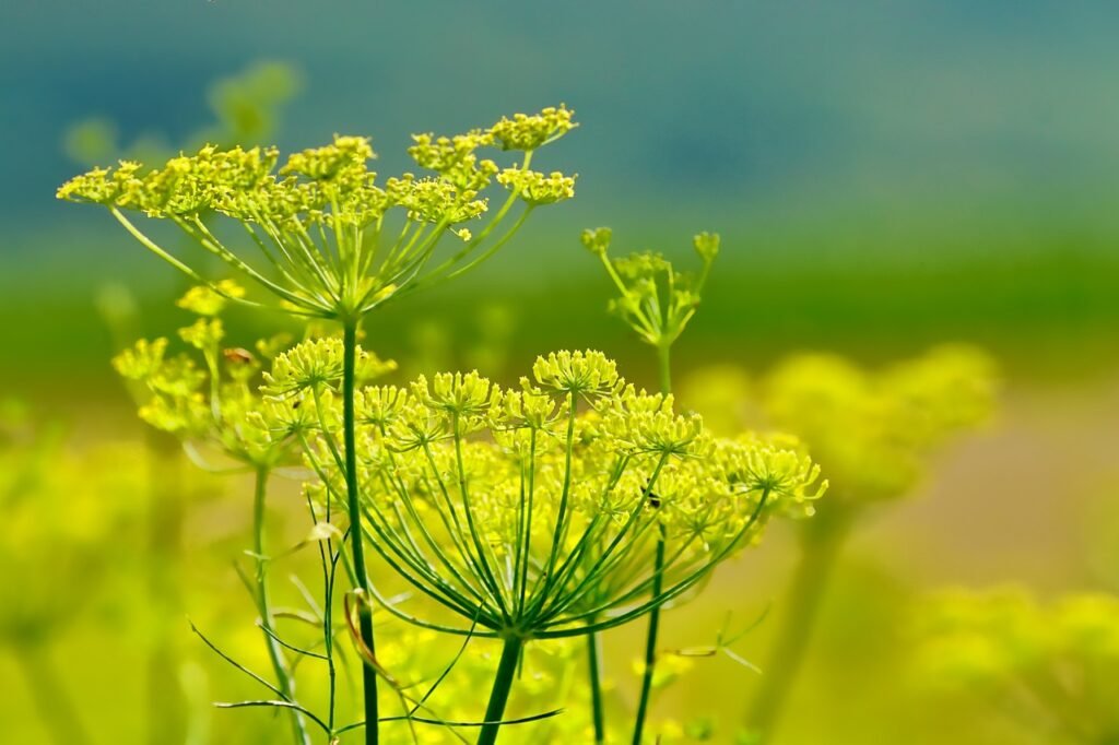 Fenchel (Foeniculum vulgare) – hohe Doldenblüten, reich an Nektar, besonders attraktiv für Schwebfliegen und Florfliegen, pflegeleicht und dekorativ.
