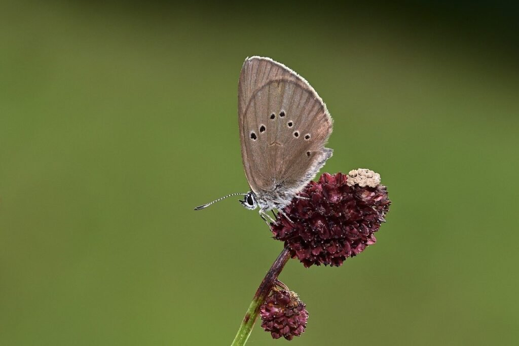 Kleiner Wiesenknopf (Sanguisorba minor) – dunkelrote Blüten, zieht Schmetterlinge wie den Dukatenfalter an, blüht vom späten Frühling bis zum Frühsommer.