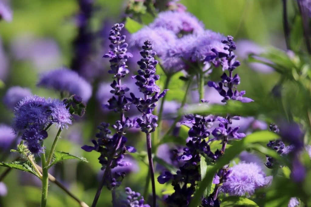 Salbei (Salvia officinalis) – bienenfreundliche Pflanze mit violetten Blüten, blüht vom Frühjahr bis in den Herbst, zieht Honig- und Wildbienen an.