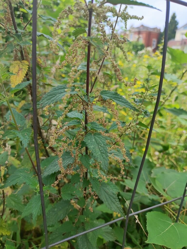 Blühende Brennnessel mit hängenden Blütenständen – wichtige Futterpflanze für Insekten