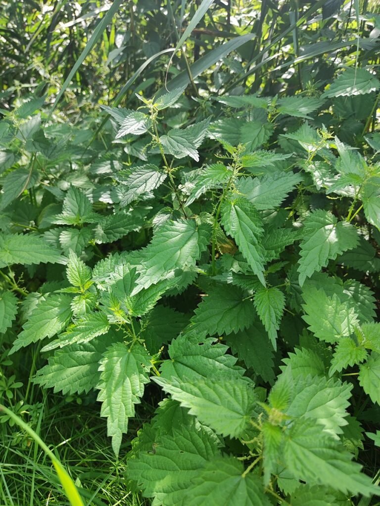 Dichte Brennnessel-Pflanzen am Waldrand – essbare Wildpflanze und Heilpflanze