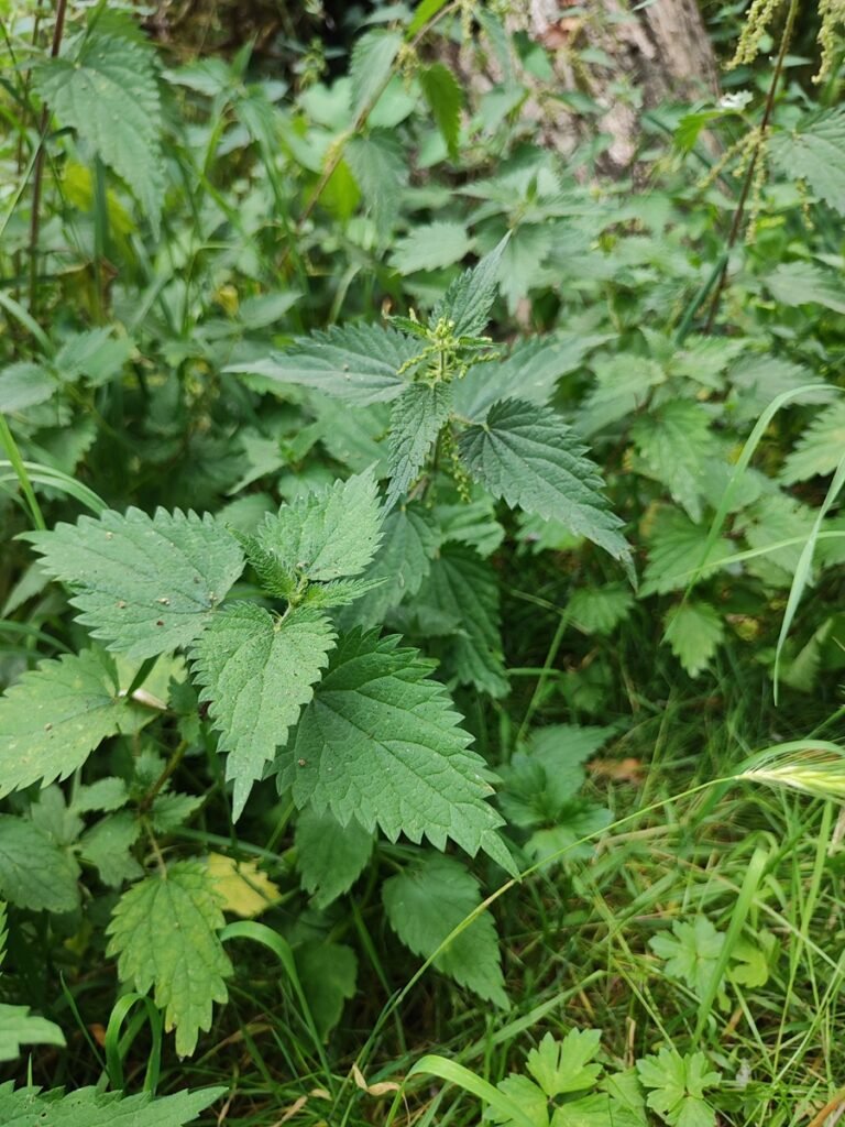 Große Brennnessel (Urtica dioica) mit gezackten Blättern und frischen Triebspitzen im Sommer