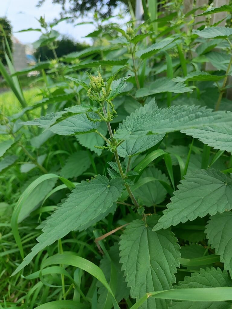 Die große Brennnessel am Wegesrand mit Samenstand im August